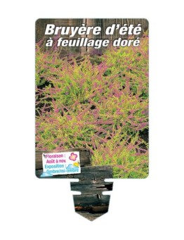 CALLUNA VULGARIS voir Bruyère d'été à feuillage doré *