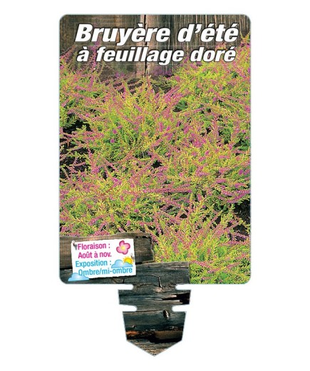 CALLUNA VULGARIS voir Bruyère d'été à feuillage doré *