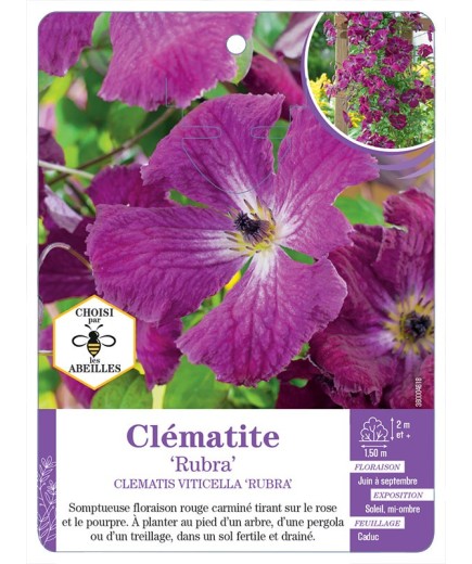 CLEMATIS VITICELLA RUBRA