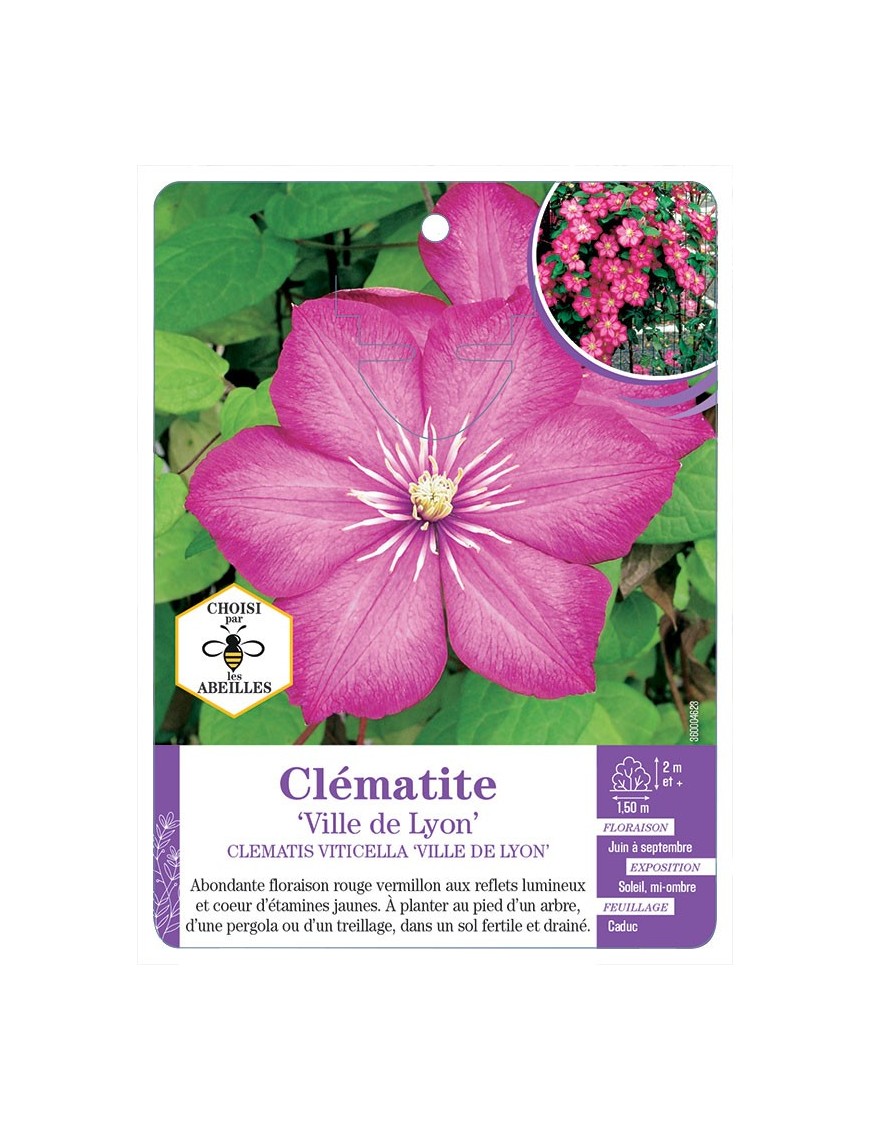 CLEMATIS VITICELLA VILLE DE LYON