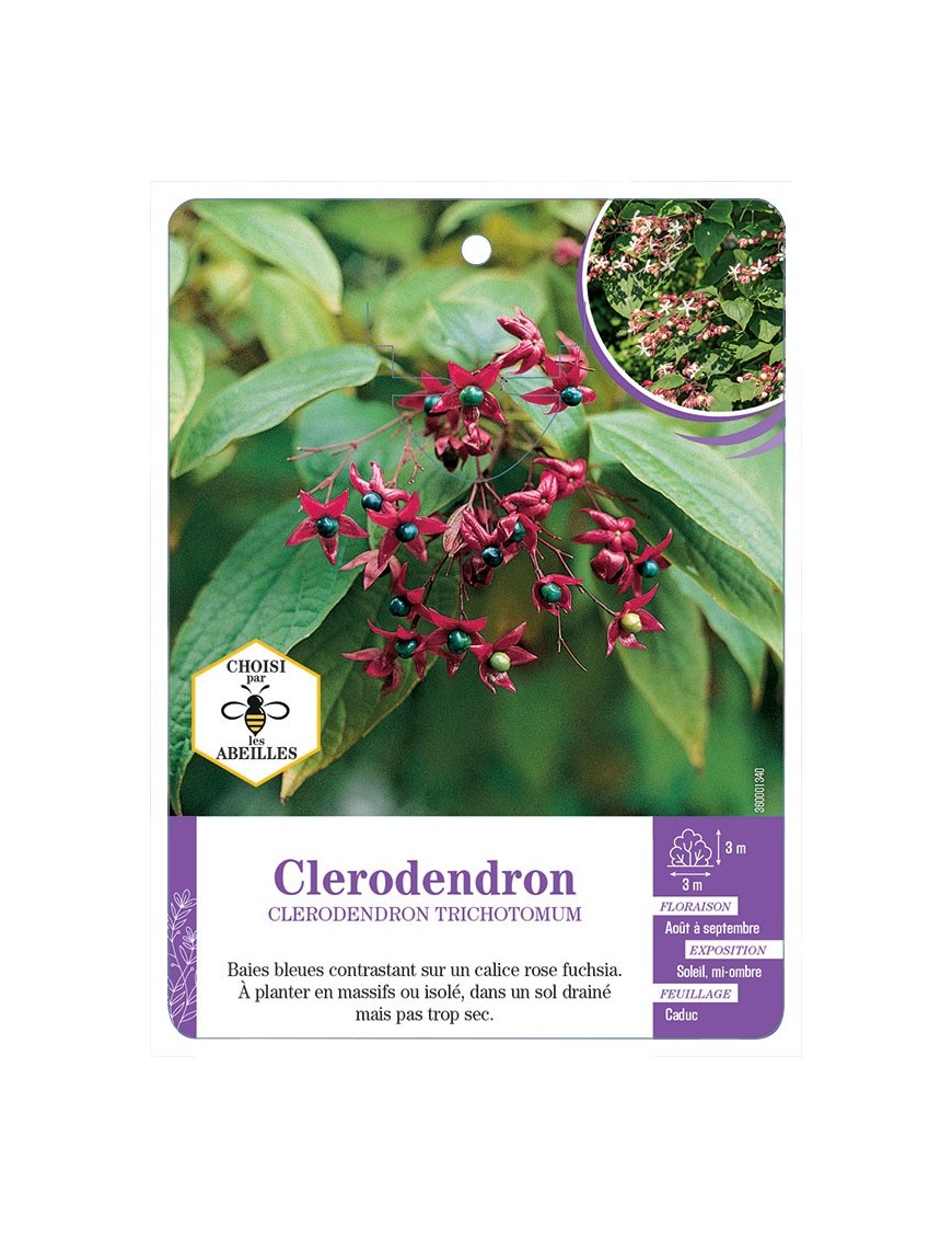CLERODENDRON TRICHOTOMUM