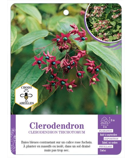 CLERODENDRON TRICHOTOMUM