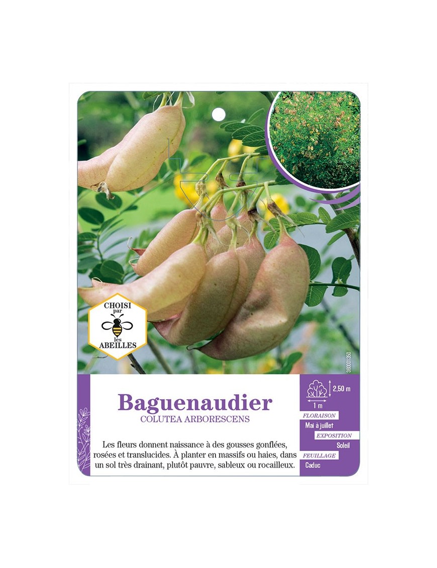 COLUTEA ARBORESCENS voir Baguenaudier