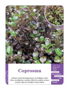 COPROSMA