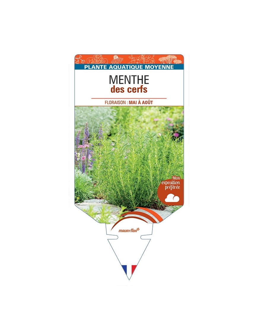MENTHA cervina Menthe des cerfs
