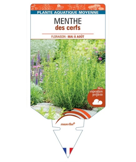 MENTHA cervina Menthe des cerfs