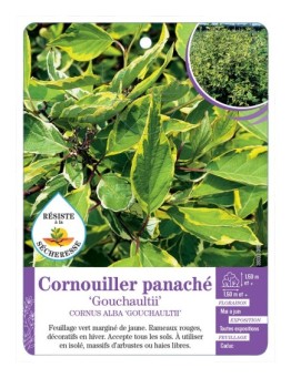 CORNUS ALBA GOUCHAULTII voir Cornouiller panaché