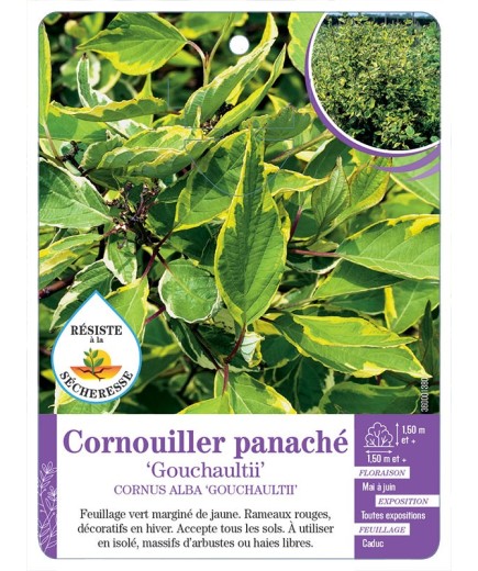 CORNUS ALBA GOUCHAULTII voir Cornouiller panaché