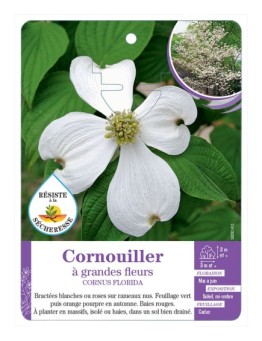 CORNUS FLORIDA voir Cornouiller à grandes fleurs