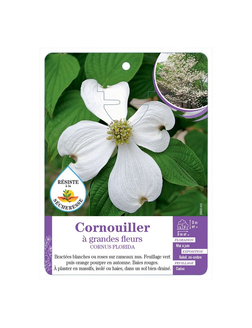 CORNUS FLORIDA voir Cornouiller à grandes fleurs