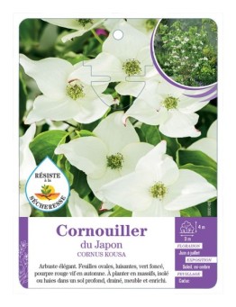CORNUS KOUSA voir Cornouiller du Japon