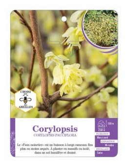 CORYLOPSIS PAUCIFLORA