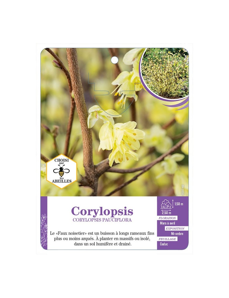 CORYLOPSIS PAUCIFLORA