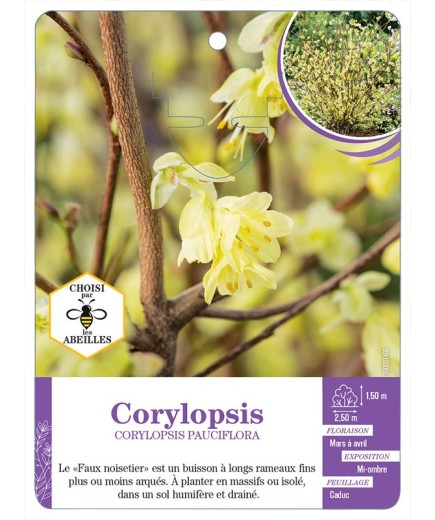 CORYLOPSIS PAUCIFLORA