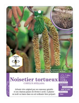 CORYLUS AVELLANA voir Noisetier tortueux