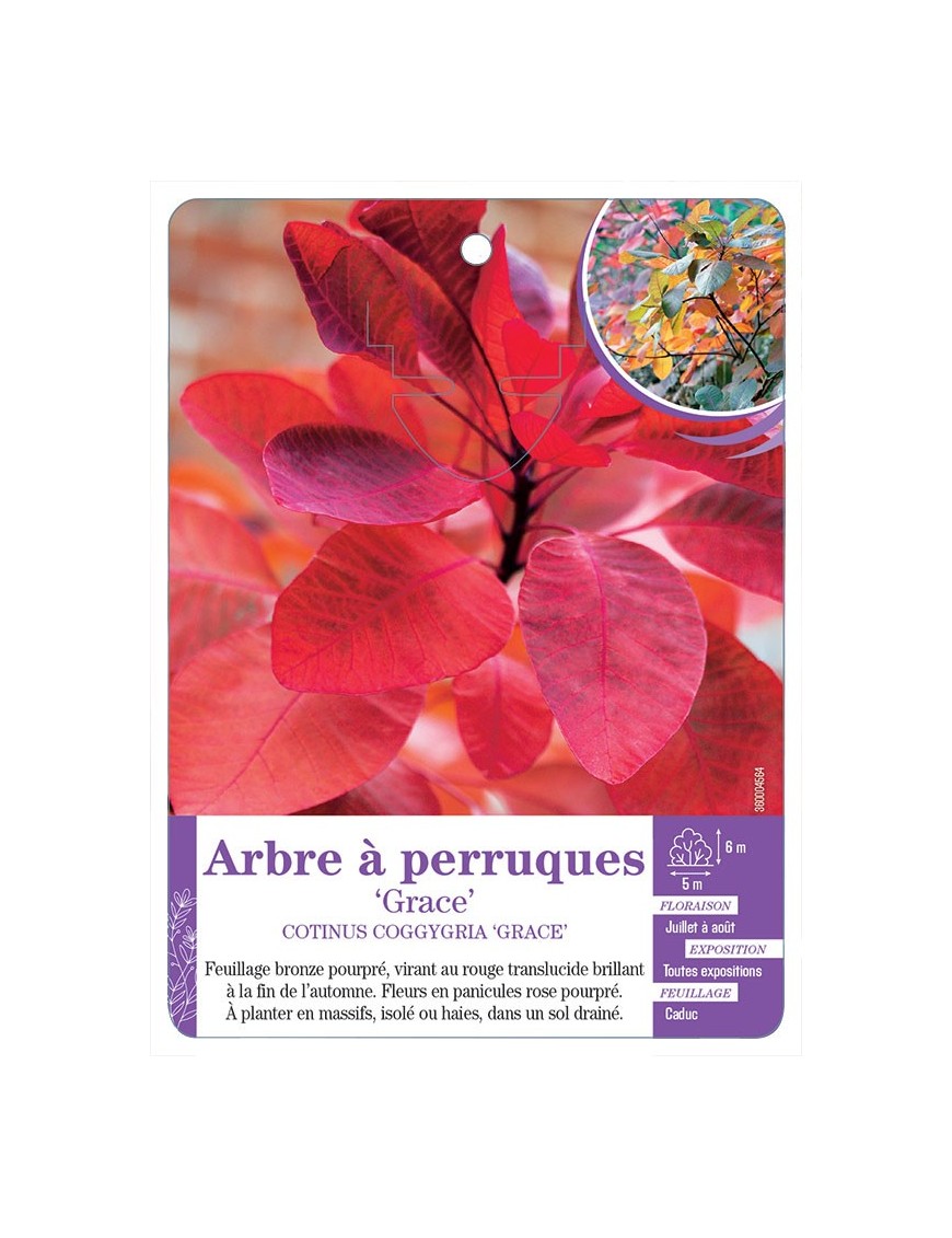 COTINUS COGGYGRIA GRACE voir Arbre à perruques