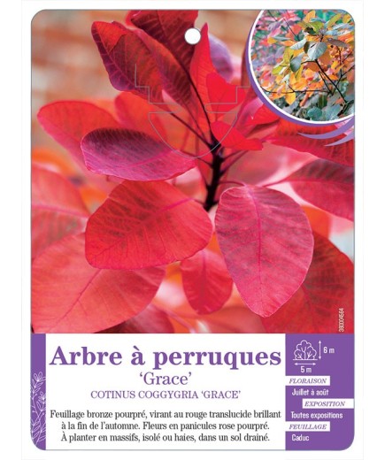 COTINUS COGGYGRIA GRACE voir Arbre à perruques