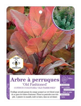 COTINUS COGGYGRIA OLD FASHIONED voir Arbre à perruques