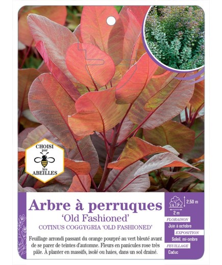 COTINUS COGGYGRIA OLD FASHIONED voir Arbre à perruques