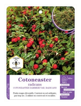 COTONEASTER DAMNERI VAR. RADICANS