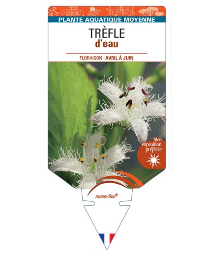 MENYANTHES trifoliata voir Trèfle d’eau