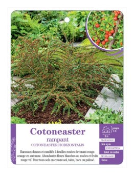 COTONEASTER HORIZONTALIS rampant