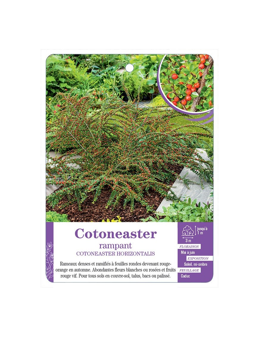 COTONEASTER HORIZONTALIS rampant