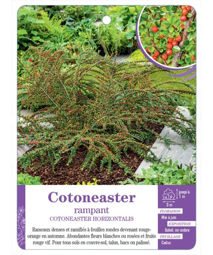 COTONEASTER HORIZONTALIS rampant