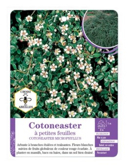COTONEASTER MICROPHYLLUS à petites feuilles