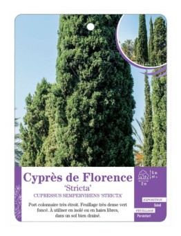 CUPRESSUS SEMPERVIRENS STRICTA voir Cyprès de Florence