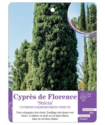 CUPRESSUS SEMPERVIRENS STRICTA voir Cyprès de Florence