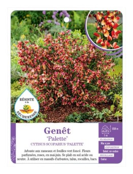 CYTISUS SCOPARIUS PALETTE voir Genêt