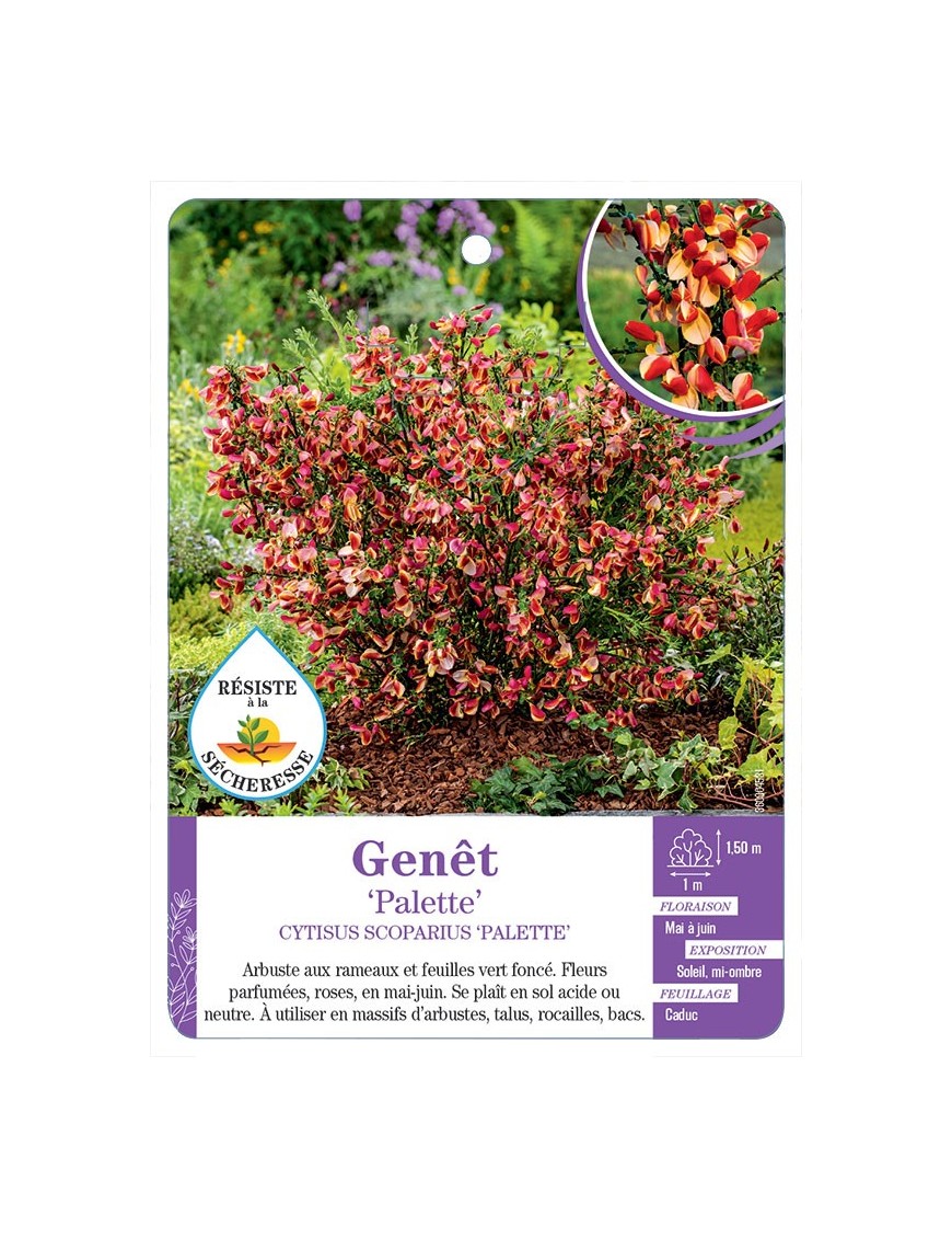 CYTISUS SCOPARIUS PALETTE voir Genêt