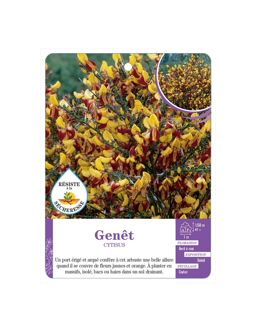 CYTISUS voir Genêt (jaune et rouge)
