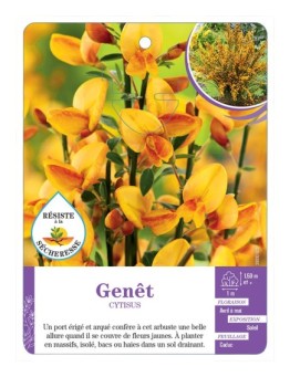 CYTISUS voir Genêt (jaune)