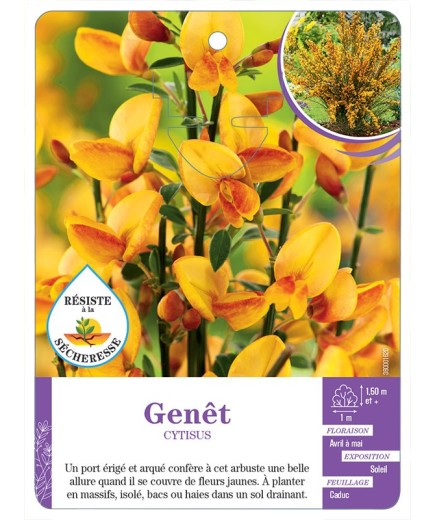 CYTISUS voir Genêt (jaune)