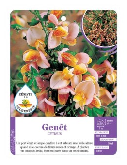 CYTISUS voir Genêt (rose et orange)