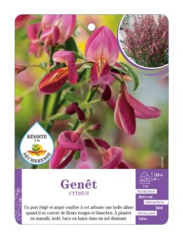 CYTISUS voir Genêt (rouge et blanc)