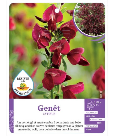 CYTISUS voir Genêt (rouge grenat)