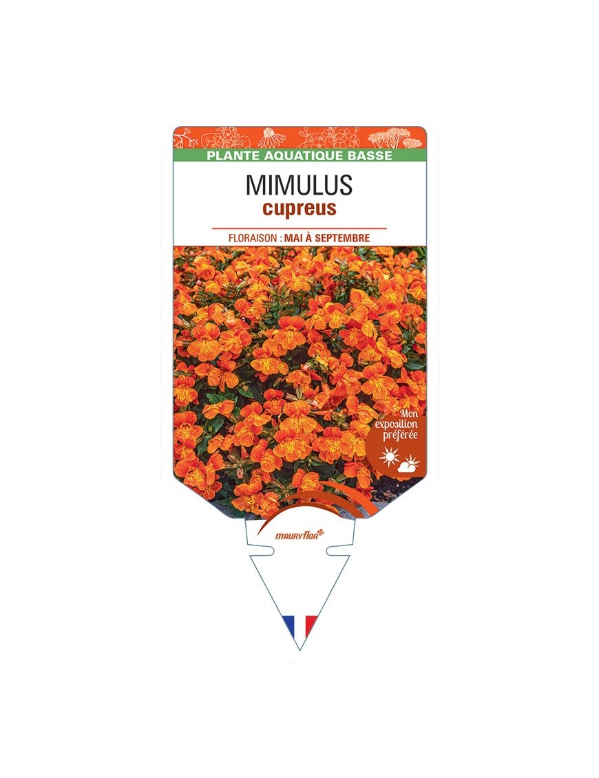MIMULUS cupreus