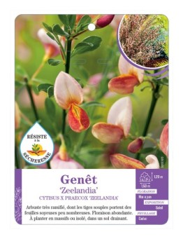 CYTISUS X PRAECOX ZEELANDIA voir Genêt