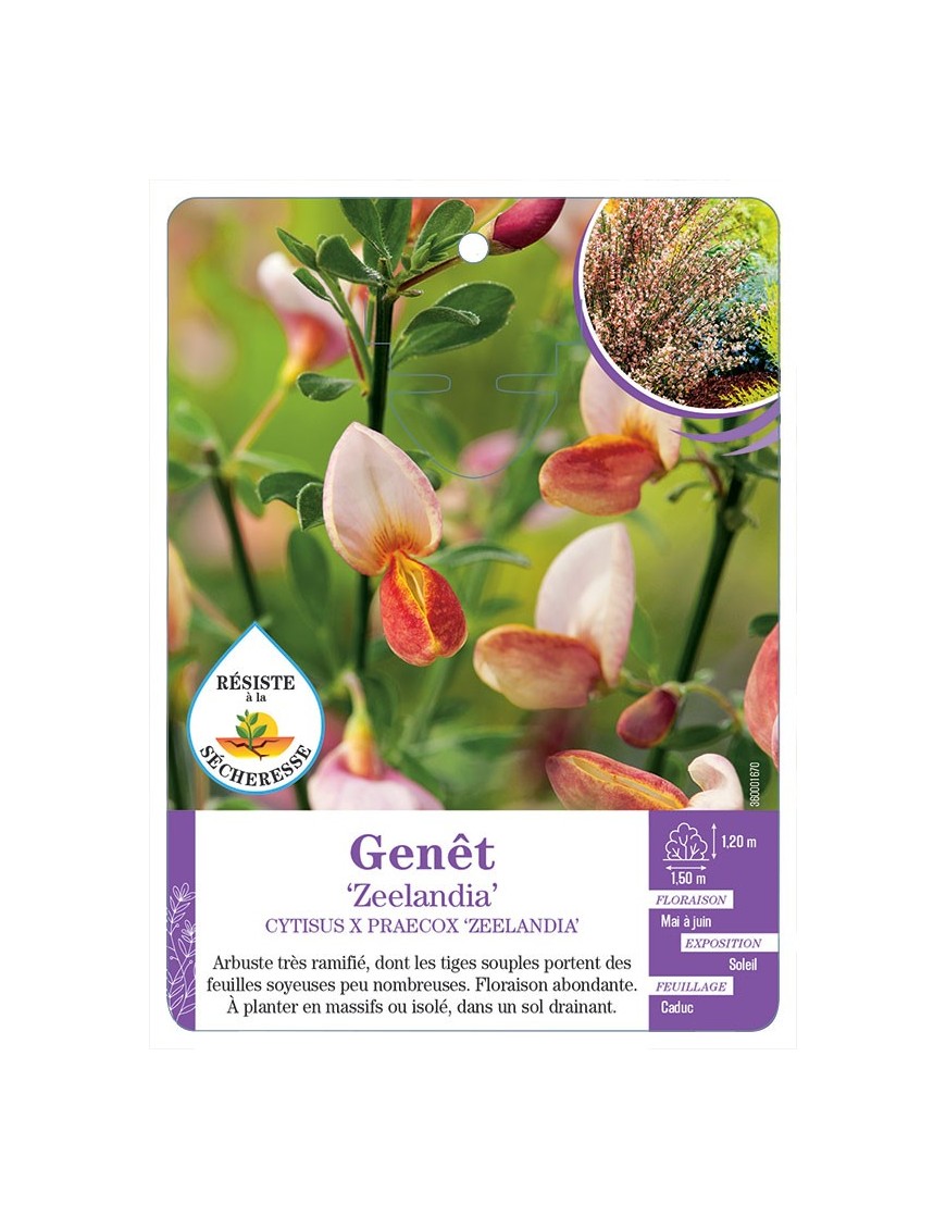 CYTISUS X PRAECOX ZEELANDIA voir Genêt