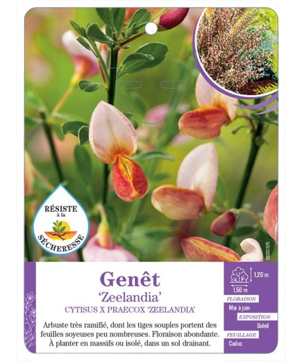 CYTISUS X PRAECOX ZEELANDIA voir Genêt