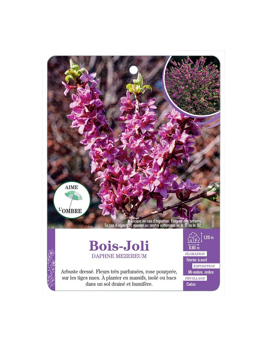 DAPHNE MEZEREUM voir Bois-Joli