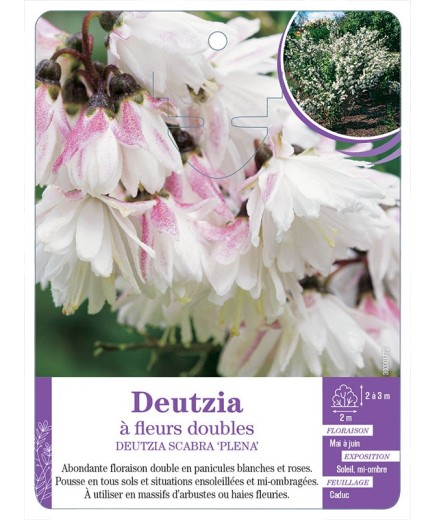 DEUTZIA SCABRA PLENA à fleurs doubles