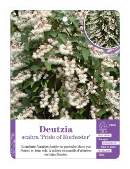 DEUTZIA SCABRA PRIDE OF ROCHESTER