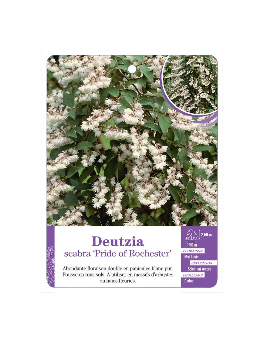 DEUTZIA SCABRA PRIDE OF ROCHESTER