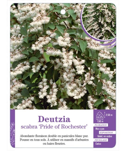 DEUTZIA SCABRA PRIDE OF ROCHESTER