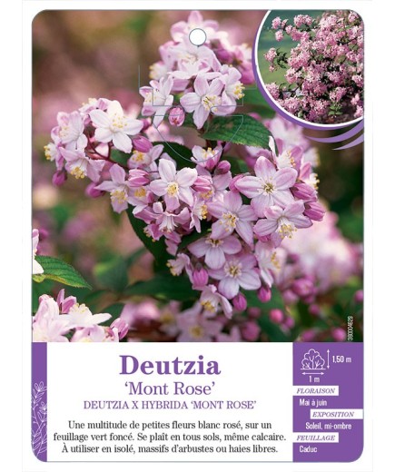 DEUTZIA X HYBRIDA MONT ROSE
