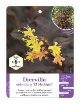 DIERVILLA SPLENDENS EL MADRIGAL